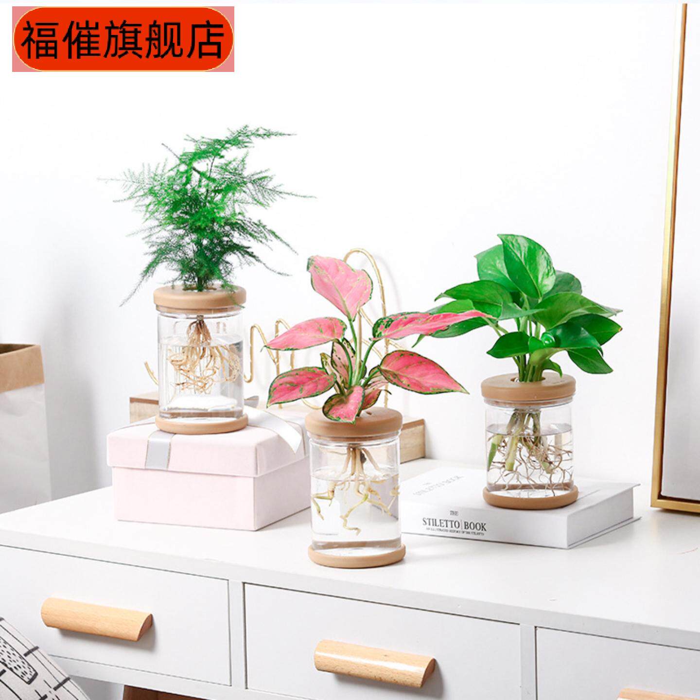 美轩透明水培花盆仿玻璃小花盆种植小盆栽绿植树脂花盆