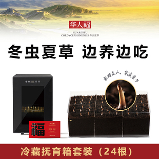 24根装冷藏抚育箱套装华人福冬虫夏草 家庭亲子礼赠友人亲人长辈