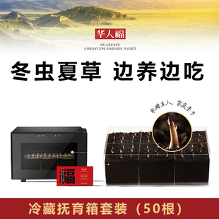 50根装冷藏抚育箱套装华人福冬虫夏草 家庭亲子礼赠友人亲人长辈