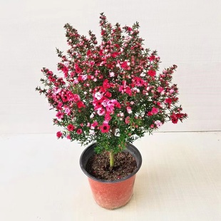松红梅盆栽带盆栽好发货 带花苞