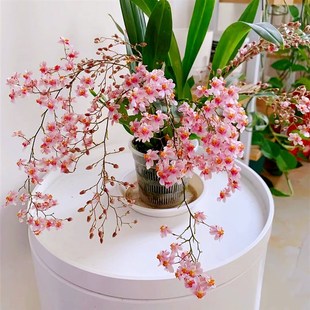 梦香兰盆栽迷你兰花室内窗台开花植物文心兰 少浇水多通风散光养