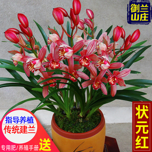 兰花苗【状元红】建兰花盆栽植物室内花卉四季兰绿植兰草植物