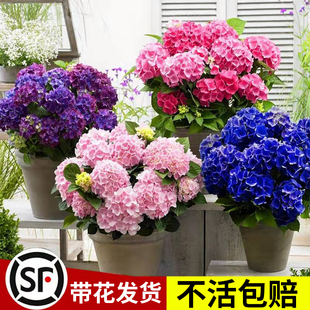 绣球花苗盆栽无尽夏圆锥带花大苗室内庭院耐晒老桩四季开花卉植物