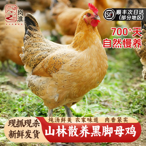 正宗大别山黑脚黄油老母鸡散养