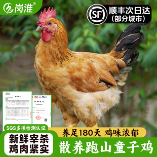 童子鸡土鸡农家散养未打鸣仔公鸡走地鸡白切鸡新鲜现杀整只小公鸡