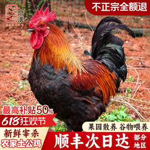 大公鸡整只土鸡农家散养走地鸡小公鸡童子鸡地锅鸡肉新鲜现杀笨草