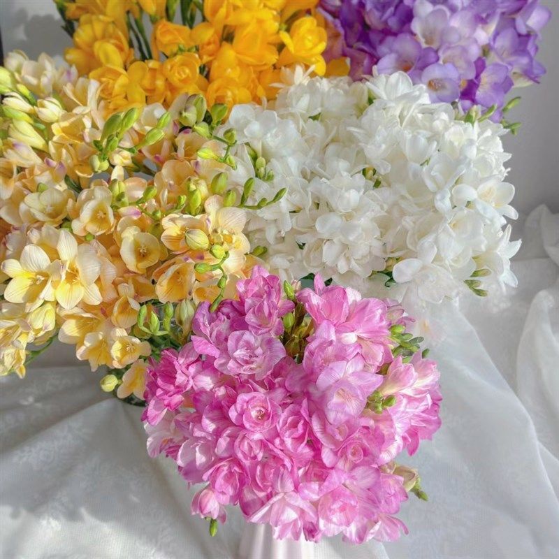 云南鲜花直发小苍兰鲜花应季花材家庭水养插花香雪兰爬坡基地瑶悦,鲜花速递/花卉仿真/绿植园艺,花材,淘宝优惠券,粉丝福利购,淘宝优惠卷