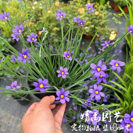 庭菖蒲    岩点盆栽四季多年生宿根花卉植物花园庭院阳台耐热耐寒