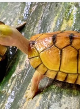 可孵化乌龟蛋黄喉拟水龟北石微笑龟小青龟蛋