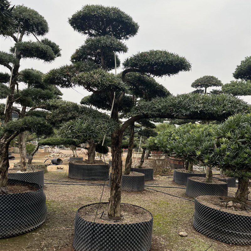 四常季青大型绿树景观苗木造型植罗汗松