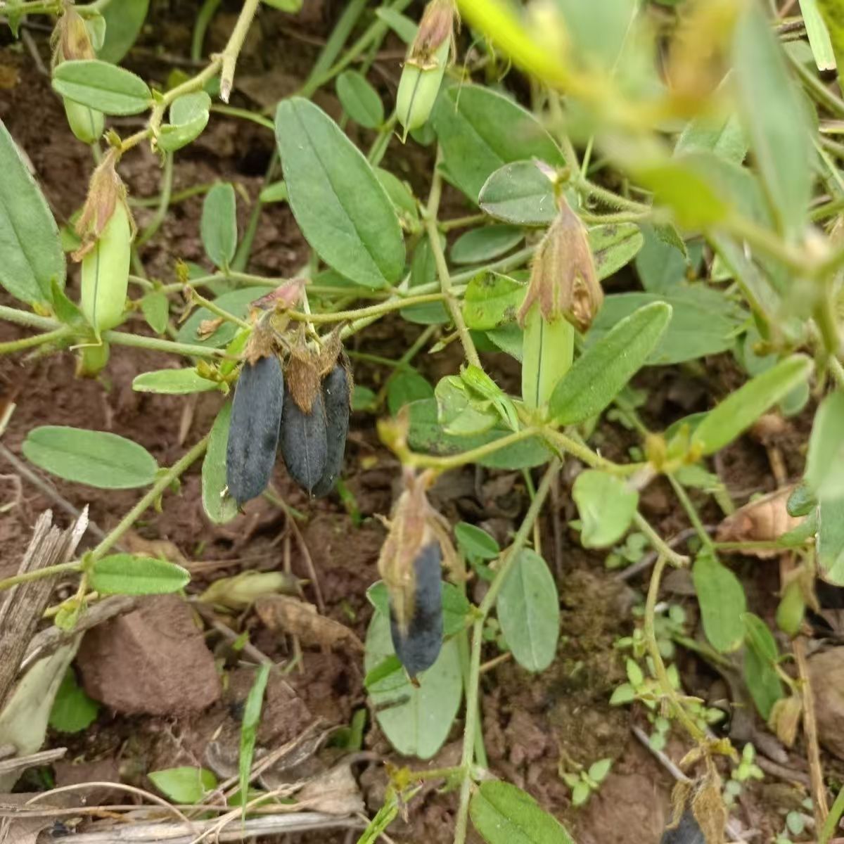 云南狗响铃马铃草响铃草新鲜全草耳鸣中药材正品响铃 草中药材