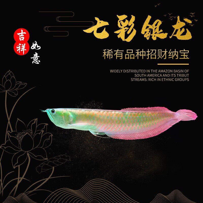 中小型银龙鱼缸水族箱大型客厅家用鱼缸懒人生态免换水玻璃金鱼缸