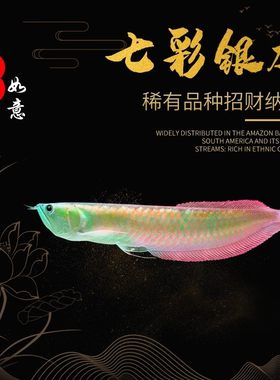 中小型银龙鱼缸水族箱大型客厅家用鱼缸懒人生态免换水玻璃金鱼缸