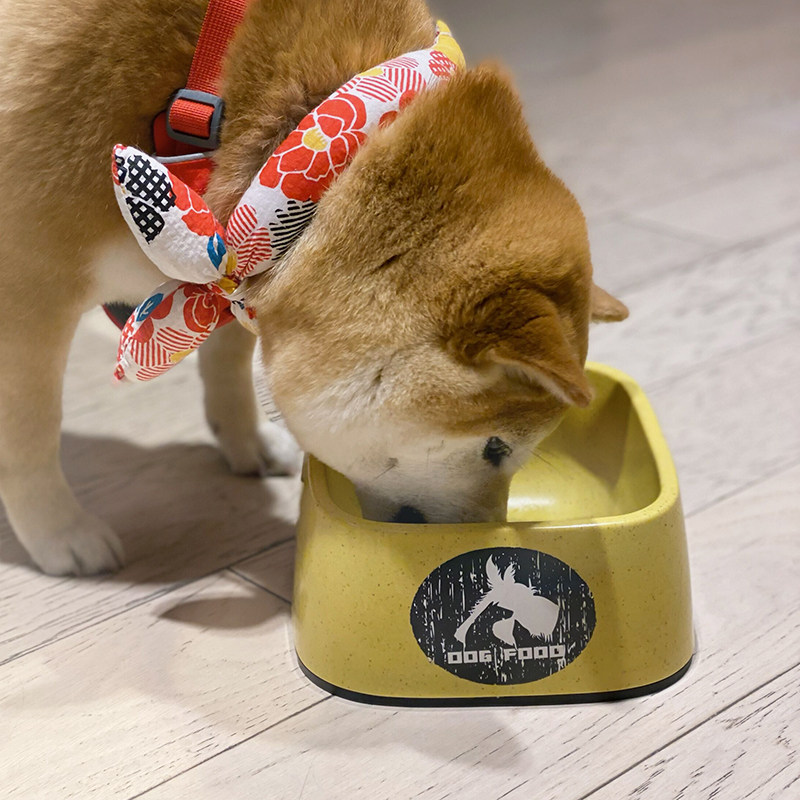 沙丘猫大狗盆狗碗宠物食盆饮水防打翻饭盆斜口狗狗犬宠物柴犬水盆