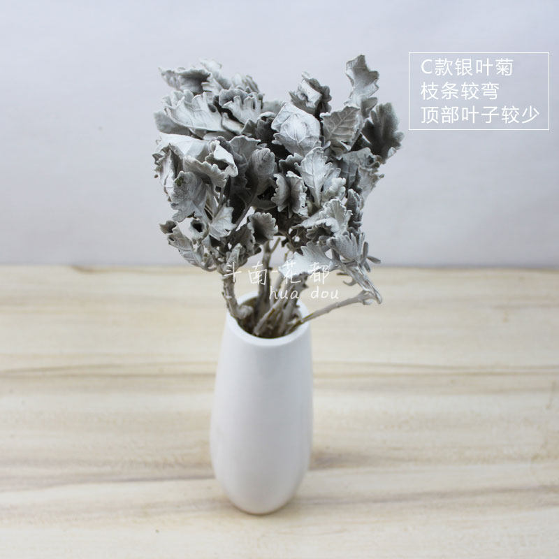 银叶菊天然干花 花束花瓶辅助花材 摄影拍摄道具 花都基地直销