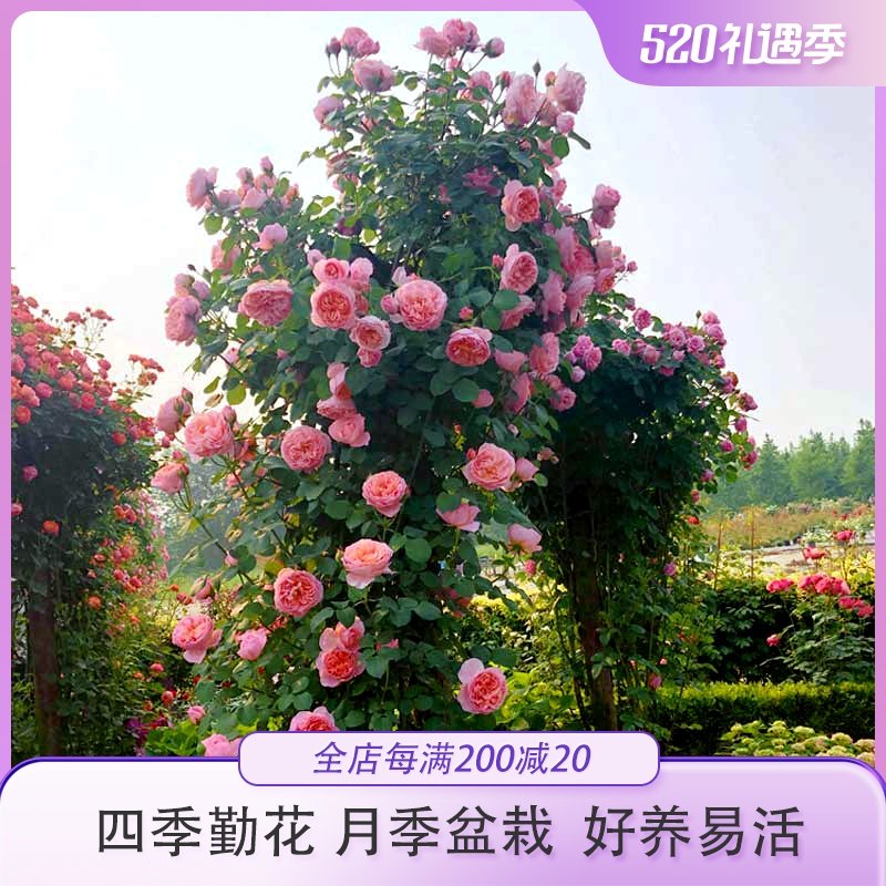 惠惠的花园爬藤月季花苗四季开花舍农索城堡的女人们勤花好养玫瑰