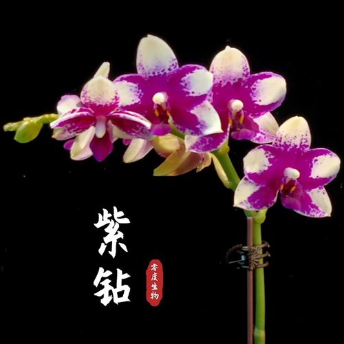 【零度生物】紫钻夏花朵粒蝴蝶兰续花型茶杯兰客厅室内办公室好养