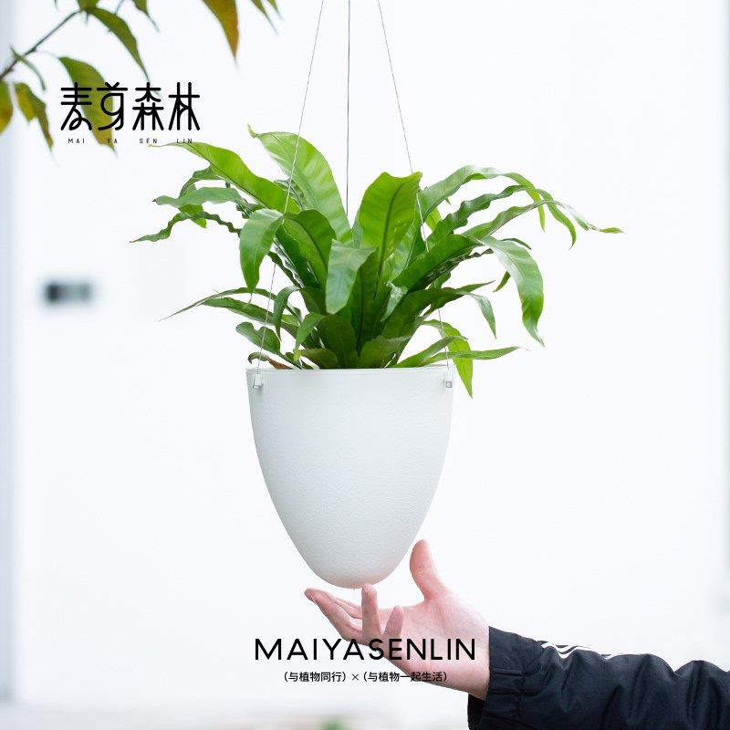园艺专用室内阳台庭院不锈钢绳白色蛋形垂吊树脂懒人磨砂花盆,家居饰品,花盆,淘宝优惠券,粉丝福利购,淘宝优惠卷