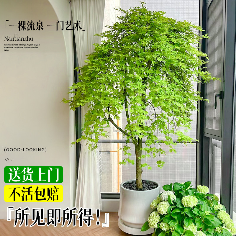 流泉枫盆栽大型绿植室内书房客厅黄金流泉枫落地大号四季常青植物