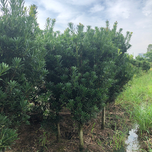 雀 罗汉松造型素材3公分球型罗汉松庭景盆院舌米叶罗汉松大树老桩