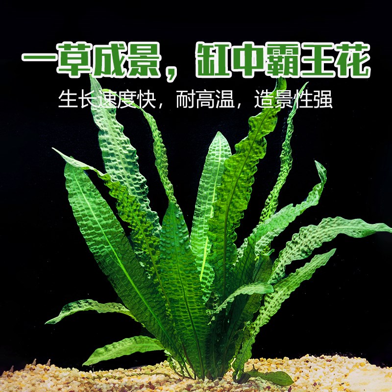 气草王稀有阴性水草大小龙鞭泡玻璃卷浪中景后草鱼缸造景高端网草