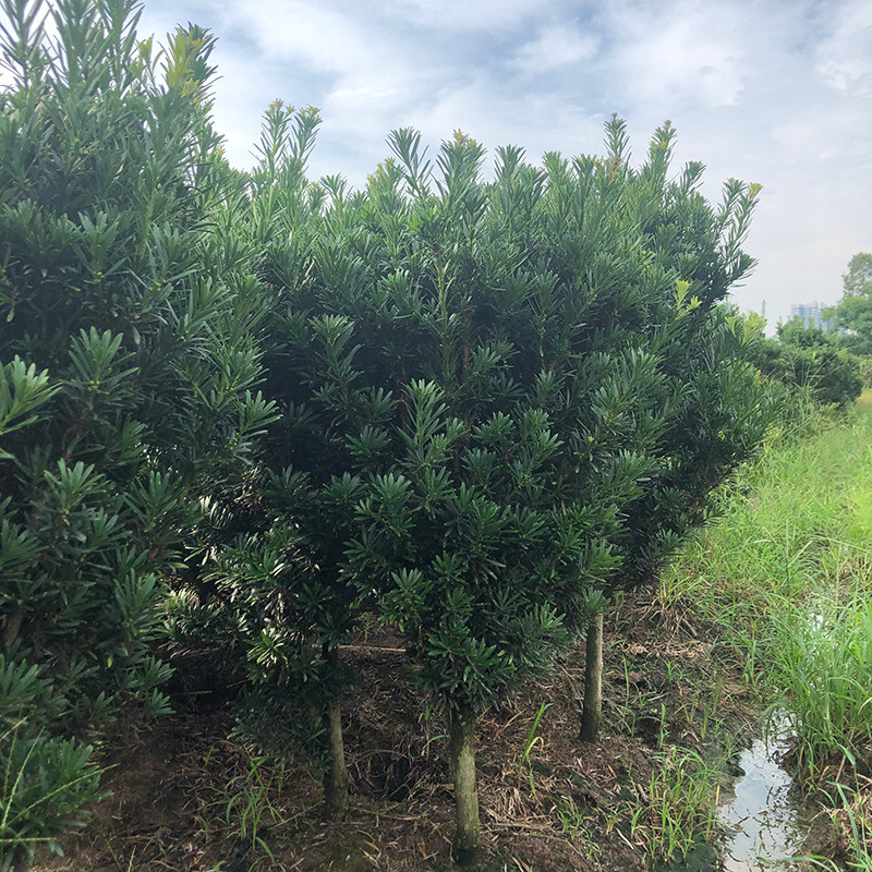 罗舌罗汉松造型素材3公分球型雀汉松庭汉盆景 米叶罗院松大树老桩