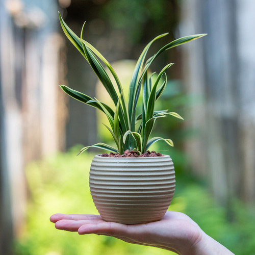 金边建兰花苗盆栽帝王妃室内客厅茶几好养开花植物绿植浓香型花卉