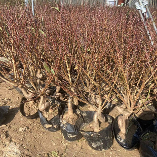 盆栽寿星苗桃花老桩S型观赏重瓣寿心带花苞原土盆景耐寒阳台植物