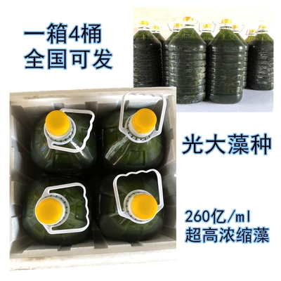 浓缩小球藻海水小球藻轮虫水蚤贝类石斑鱼开口饵料营养强化剂冰冻