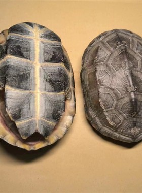 龟趣天然完整真乌龟壳文玩盘玩手把件龟甲家居客厅摆件桌面中式