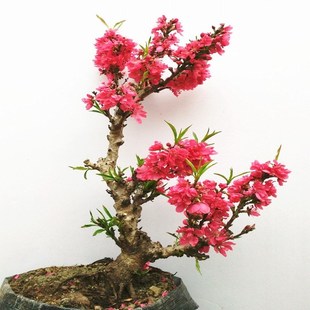 寿星桃老桩苗盆栽重瓣桃花苗室内阳台盆景地栽可观赏桃花耐寒好养