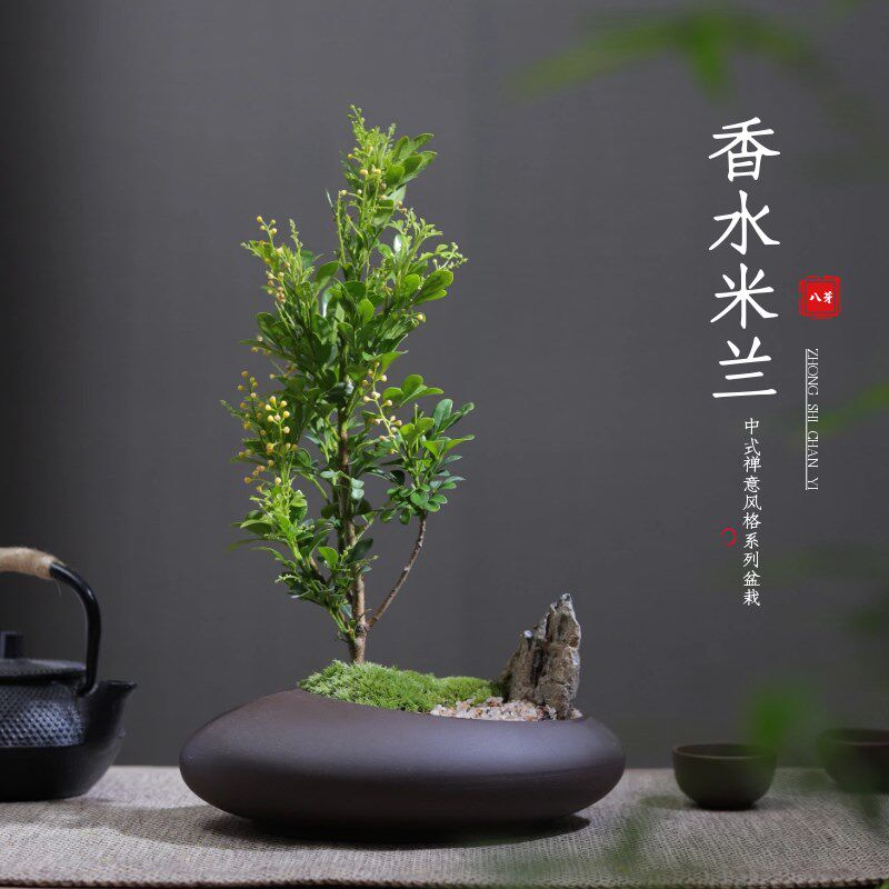香水米兰盆景栽客厅办公室内书房桌面四季开花卉绿植阳台净化空气