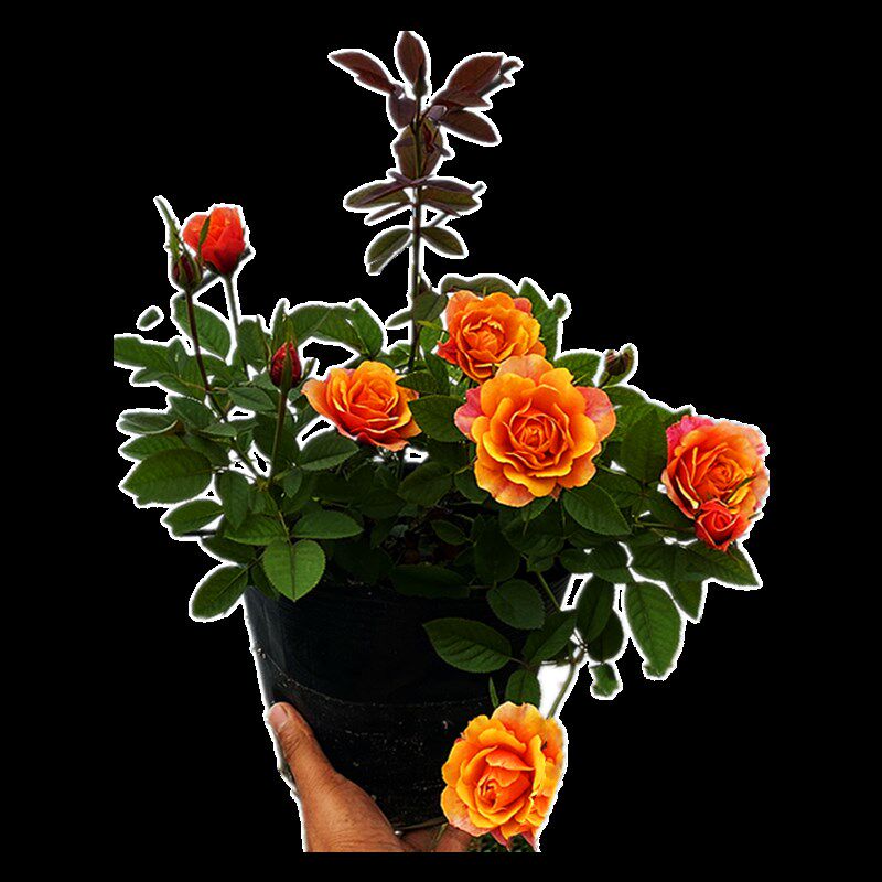 永远的艾帕索月季花苗盆栽阳台四季特大花浓香玫瑰花苗灌木大苗