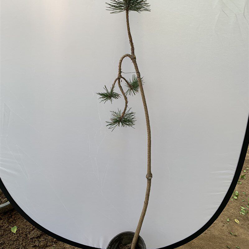 提根文人黑松五针松盆景黄山松大型造型老桩迎客松庭院阳台绿化树