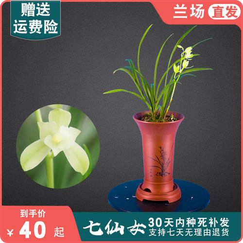 七仙女兰花盆栽建兰名贵花卉绿植物浓香型兰草兰花苗带花苞国兰