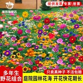 野花组合花种四季 开花室外庭院格桑花花籽种太阳花易活花种籽子