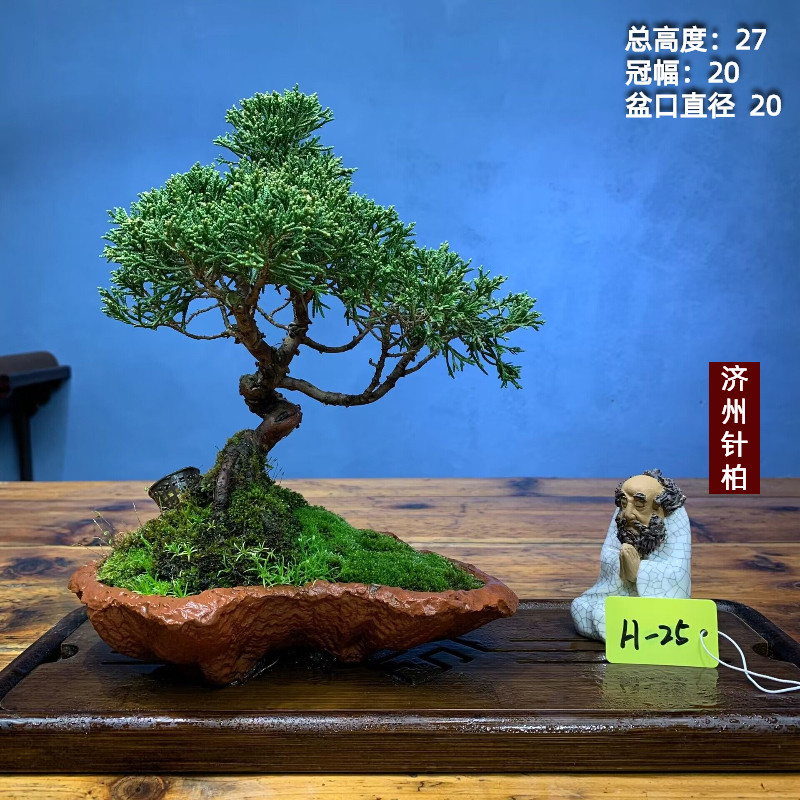 小品四季果桑苟骨火棘珍珠柏树小黄杨南天竹胡椒木小品盆景