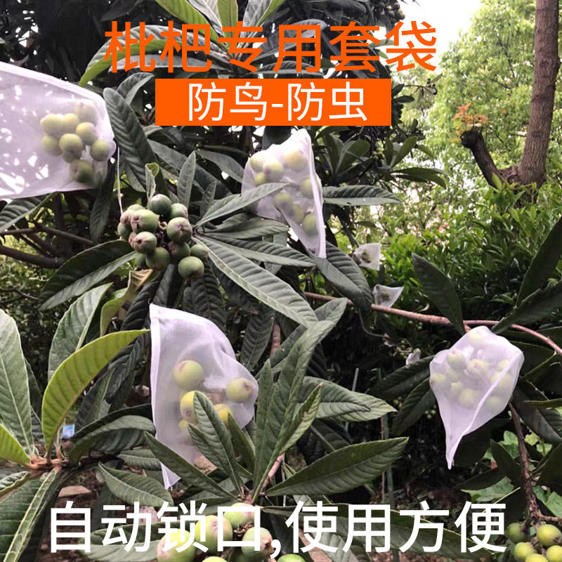 枇杷套袋专用袋果袋楼顶庭院阳台枇杷果子水果保护袋防鸟防虫袋子,鲜花速递/花卉仿真/绿植园艺,其它园艺用品,淘宝优惠券,粉丝福利购,淘宝优惠卷