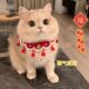 小猫咪配饰宠物项圈新年围脖秋冬猫猫衣服布偶小猫幼猫口水巾项圈