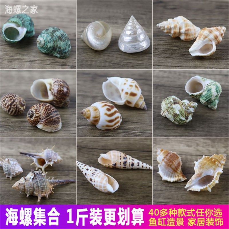 天然小海螺许愿瓶幼儿园手工diy材料多肉微景观摆件水族箱装饰螺,家居饰品,海螺/贝壳/珊瑚,淘宝优惠券,粉丝福利购,淘宝优惠卷
