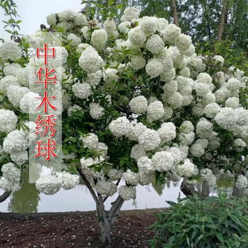 木绣球斗球中华木绣球花园庭院盆栽花卉木本植物花镜搭配绣球花