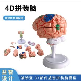 教学4D拼装 人体解剖大脑模型教学模型可拆卸32件脑结构模型脑功能