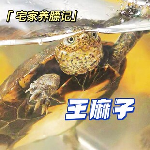 锯齿侧颈龟凌背侧颈龟宠好养互动强深水 丑萌届扛把子 王麻子