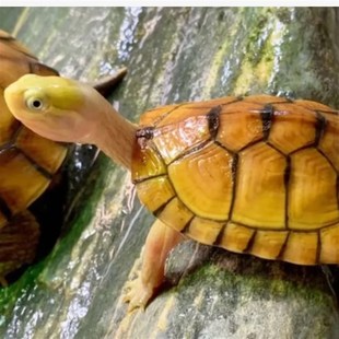 可孵化乌龟蛋黄喉拟水龟北石微笑龟小青龟蛋