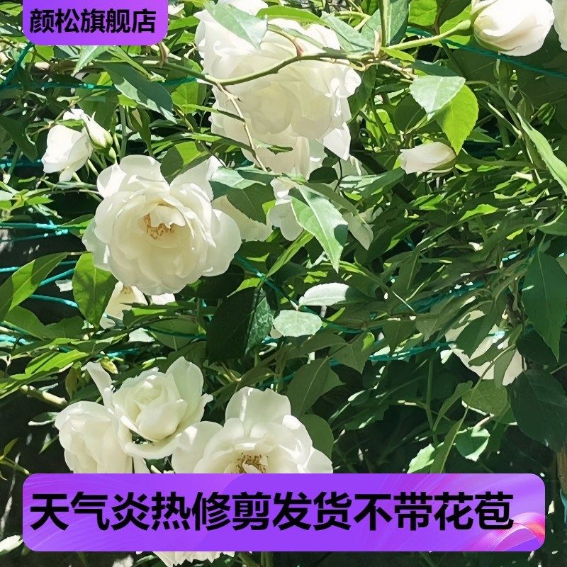藤冰山月季白色藤本花卉蔷薇花苗带花苞四季开花大苗拱门栅栏爬藤