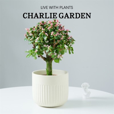 办公室内桌面多肉植物金枝玉叶盆栽老桩花卉稀有雅乐之舞绿植客厅