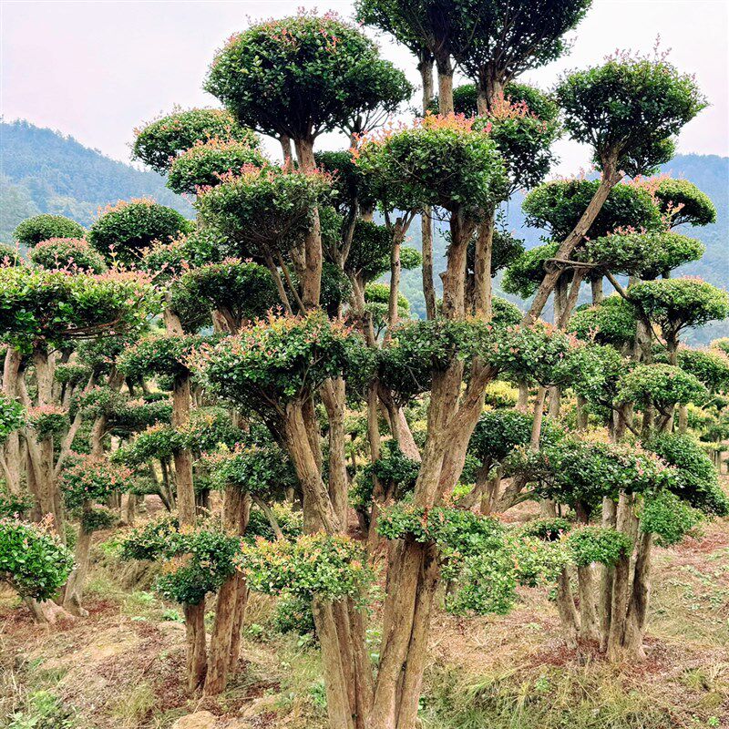 小叶红芽赤楠老桩盆景 绿植 庭院景观树 一物一拍