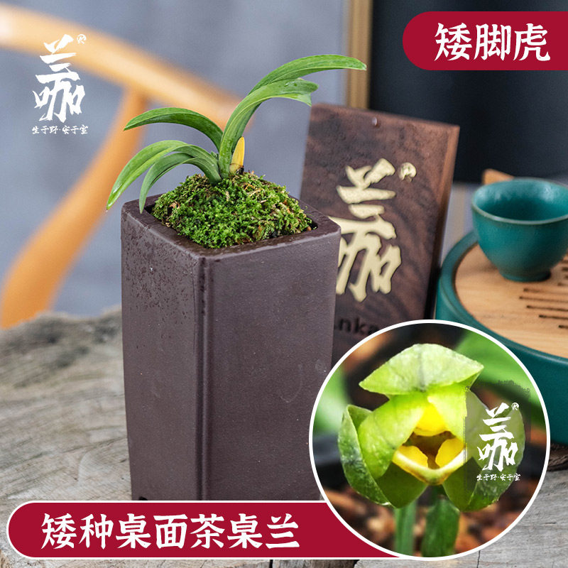 兰咖袖珍兰花草珍珠龙皱皮蛤蟆艺矮种兰花茶桌兰送礼精品绿植花卉