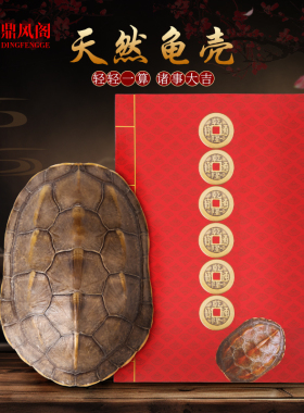 天然好运乌龟壳真龟甲文玩六爻摇卦工具乾隆铜钱算挂手把件摆件