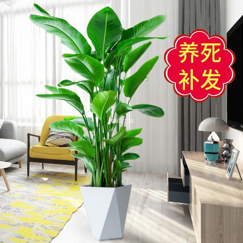 天堂鸟盆栽苗植物网红鹤望兰大型绿植净化空气办公室室内客厅泽直
